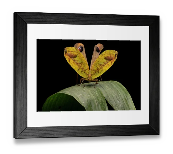 Framed Print : Peacock katydid (Pterochroza ocellata) on leaf in defensive posture, Yasuni National Park, Amazon Basin, Ecuador Framed Print : Peacock katydid (Pterochroza ocellata) on leaf in defensive posture, Yasuni National Park, Amazon Basin, Ecuador