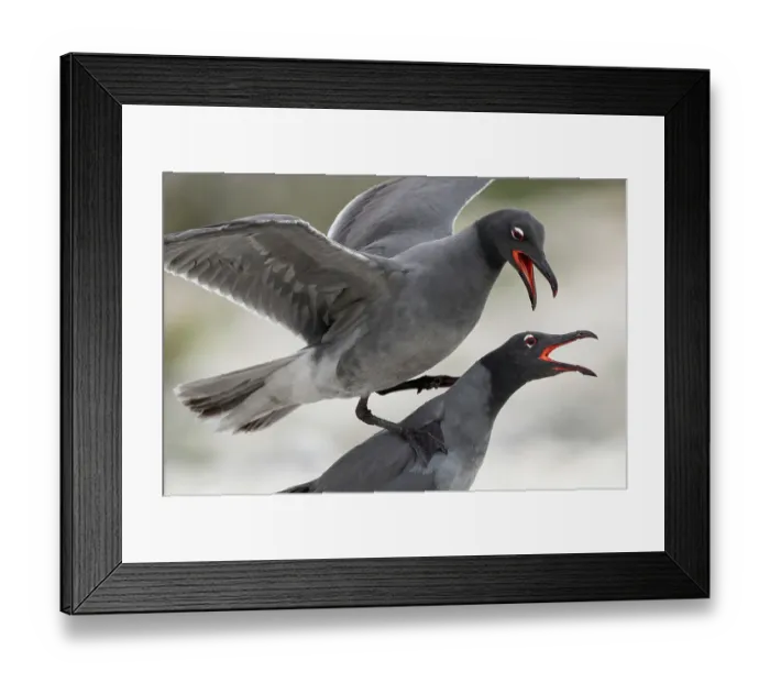 Framed Print : Pair of Lava gulls (Leucophaeus fuliginosus) during courtship, Genovesa Island, Galapagos Islands, Ecuador Framed Print : Pair of Lava gulls (Leucophaeus fuliginosus) during courtship, Genovesa Island, Galapagos Islands, Ecuador