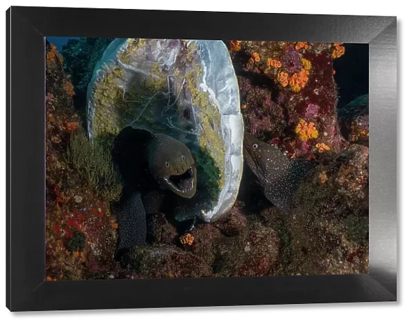 Two Speckled moray eels (Gymnothorax dovii) feeding on a Sea turtle carcass on the seabed, Wolf Island, Galapagos Islands, Pacific Ocean