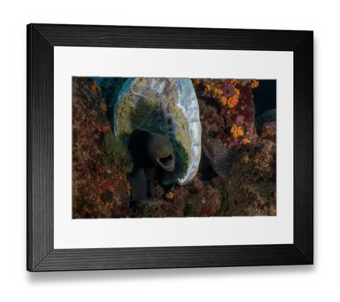 Framed Print : Two Speckled moray eels (Gymnothorax dovii) feeding on a Sea turtle carcass on the seabed, Wolf Island, Galapagos Islands, Pacific Ocean Framed Print : Two Speckled moray eels (Gymnothorax dovii) feeding on a Sea turtle carcass on the seabed, Wolf Island, Galapagos Islands, Pacific Ocean