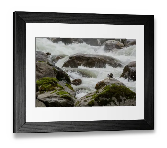 Framed Print : Two Torrent ducks (Merganetta armata) resting on a rock in fast flowing mountain river, Guango, Napo, Ecuador Framed Print : Two Torrent ducks (Merganetta armata) resting on a rock in fast flowing mountain river, Guango, Napo, Ecuador