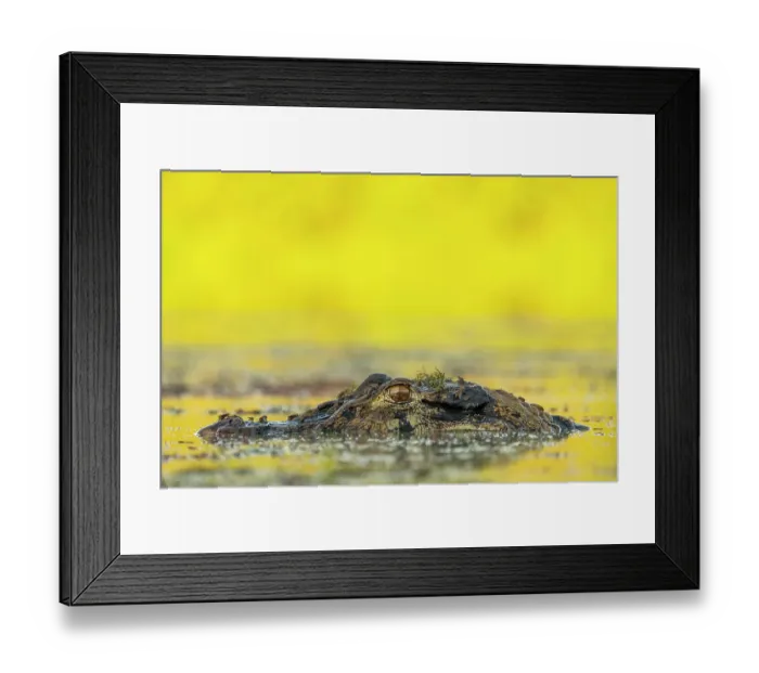 Framed Print : Black caiman (Melanosuchus niger) head half submerged in river, Yasuni National Park, Amazon Basin, Ecuador