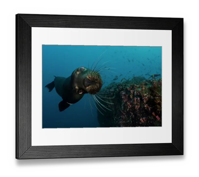 Framed Print : Galapagos sea lion (Zalophus wollebaeki) diving, Wolf Island, Galapagos Islands, Pacific Ocean Framed Print : Galapagos sea lion (Zalophus wollebaeki) diving, Wolf Island, Galapagos Islands, Pacific Ocean
