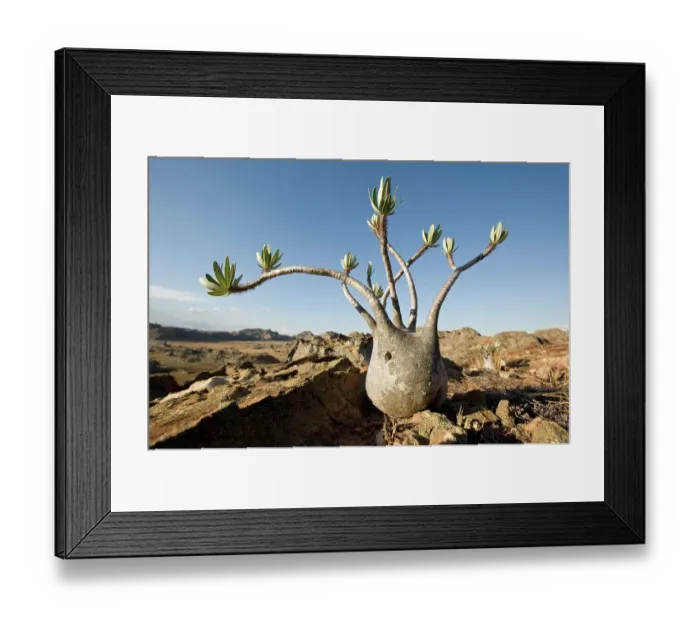 Framed Print : Elephant's foot plant (Pachypodium rosulatum var. gracilis) on sandstone outcrop. Isalo NP, southern Madagascar Framed Print : Elephant's foot plant (Pachypodium rosulatum var. gracilis) on sandstone outcrop. Isalo NP, southern Madagascar
