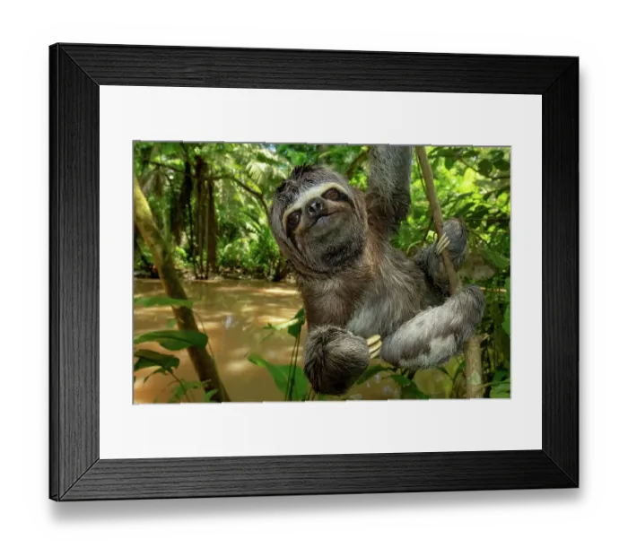 Framed Print : Brown-throated sloth (Bradypus variegatus) climbing on tree branch, Yasuni National Park, Orellana, Ecuador Framed Print : Brown-throated sloth (Bradypus variegatus) climbing on tree branch, Yasuni National Park, Orellana, Ecuador
