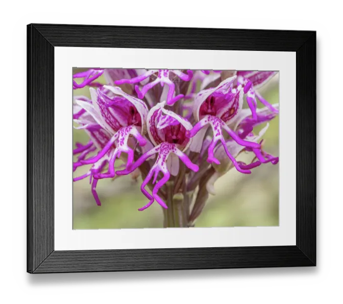Framed Print : Monkey orchid (Orchis simia) in flower, close up, Torre Alfina, Lazio, Italy. May Framed Print : Monkey orchid (Orchis simia) in flower, close up, Torre Alfina, Lazio, Italy. May