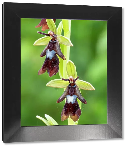 Fly orchid (Ophrys insectifera) in flower, Sibillini, Umbria, Italy. May