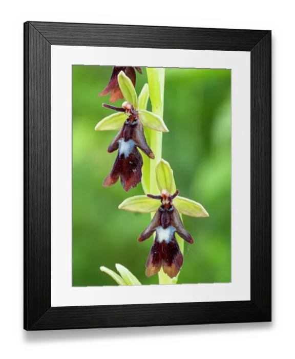 Framed Print : Fly orchid (Ophrys insectifera) in flower, Sibillini, Umbria, Italy. May Framed Print : Fly orchid (Ophrys insectifera) in flower, Sibillini, Umbria, Italy. May
