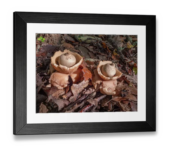 Framed Print : Common earth-star fungi (Geastrum triplex) on woodland floor, Orvieto, Umbria. Italy, November Framed Print : Common earth-star fungi (Geastrum triplex) on woodland floor, Orvieto, Umbria. Italy, November