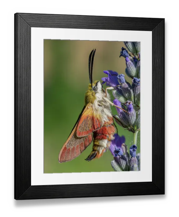 Framed Print : Broad-bordered bee hawkmoth (Hemaris fuciformis) nectaring on Lavender (Lavandula sp. ) flower, Orvieto, Umbria, Italy. July Framed Print : Broad-bordered bee hawkmoth (Hemaris fuciformis) nectaring on Lavender (Lavandula sp. ) flower, Orvieto, Umbria, Italy. July