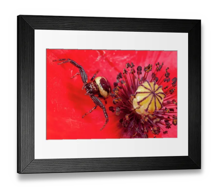 Framed Print : Crab spider (Synaema globosum) on a Poppy (Papaver sp. ) flower, Sibillini, Umbria, Italy. May Framed Print : Crab spider (Synaema globosum) on a Poppy (Papaver sp. ) flower, Sibillini, Umbria, Italy. May