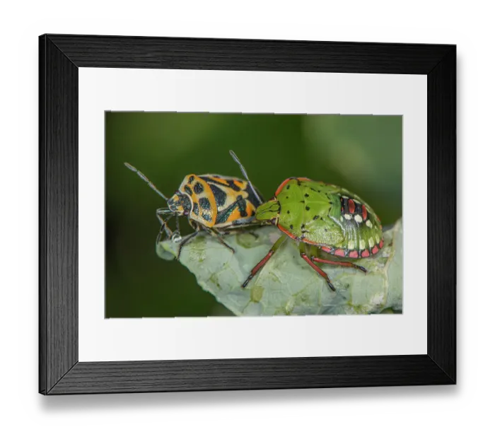 Framed Print : Red cabbage bug (Eurydema ornata) with a Shield bug (Nezara viridula) side by side on a leaf, Umbria, Italy. September