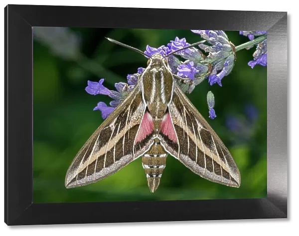 Striped hawkmoth (Hyles livornica) resting on a flower, caught using a MV light trap, Umbria, Italy. July