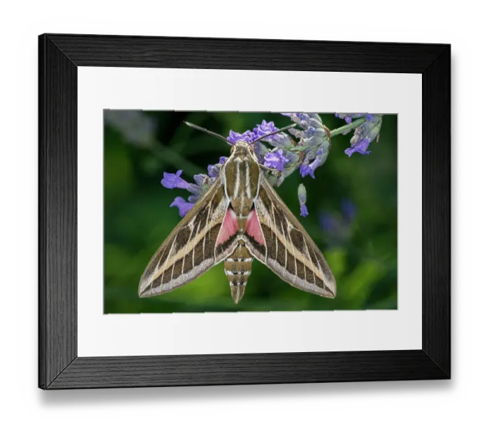 Framed Print : Striped hawkmoth (Hyles livornica) resting on a flower, caught using a MV light trap, Umbria, Italy. July Framed Print : Striped hawkmoth (Hyles livornica) resting on a flower, caught using a MV light trap, Umbria, Italy. July