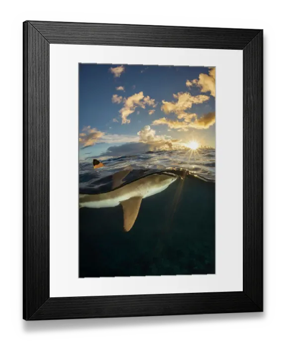 Framed Print : Dorsal fin of Blacktip reef shark (Carcharhinus melanopterus) breaking water surface, at sunset, off island of Yap, Micronesia. Philippines sea, Pacific Ocean Framed Print : Dorsal fin of Blacktip reef shark (Carcharhinus melanopterus) breaking water surface, at sunset, off island of Yap, Micronesia. Philippines sea, Pacific Ocean
