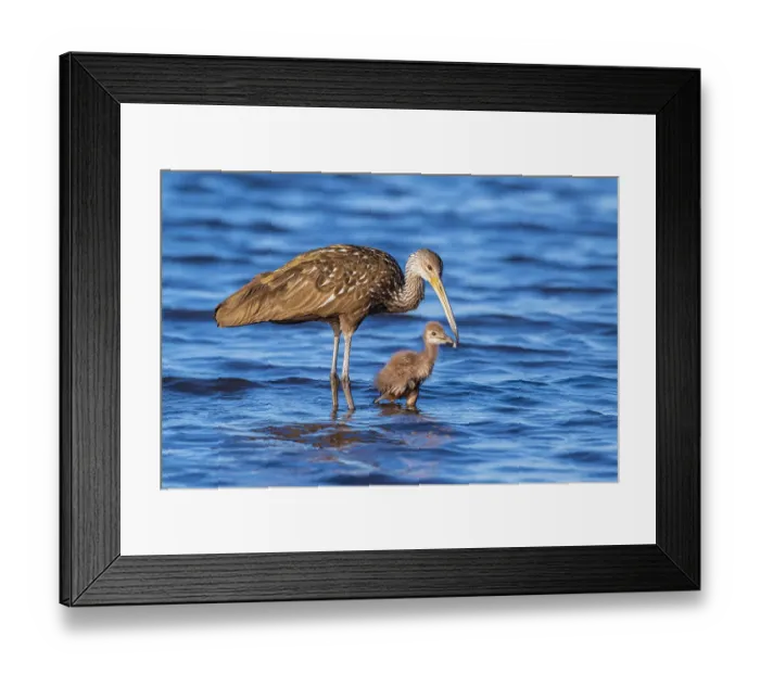 Framed Print : Limpkin (Aramus guarauna) female feeding and teaching her chick. Myakka River State Park, Florida, USA Framed Print : Limpkin (Aramus guarauna) female feeding and teaching her chick. Myakka River State Park, Florida, USA