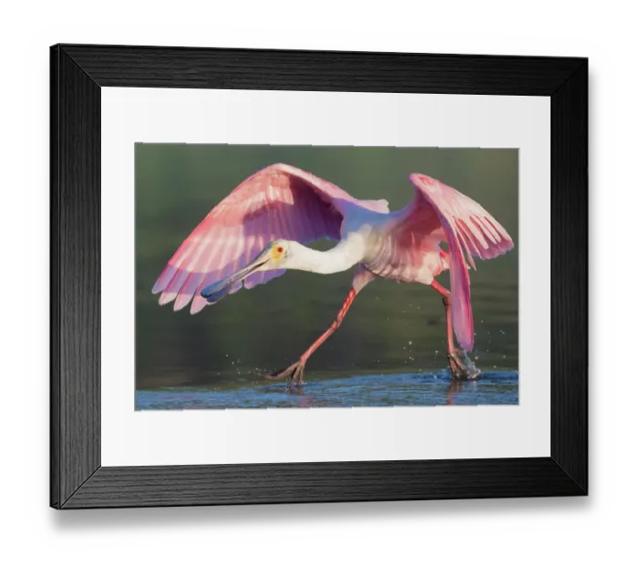 Framed Print : Roseatte spoonbill (Platalea ajaja) feeding at sunset, taking off. Myakka River State Park, Florida, USA