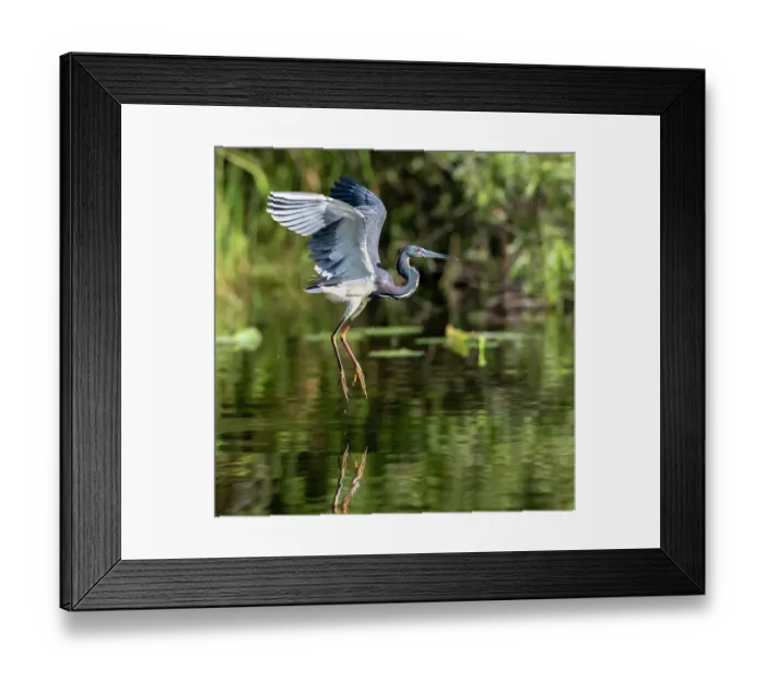 Framed Print : Tricolored heron (Egretta tricolor) fishing, taking off from water. Everglades National Park, Florida, USA
