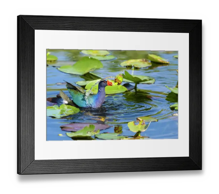 Framed Print : American purple gallinule (Porphyrio martinica) holding water lily seed pod in beak while swimming through lily pads. Everglades National Park, Florida, USA Framed Print : American purple gallinule (Porphyrio martinica) holding water lily seed pod in beak while swimming through lily pads. Everglades National Park, Florida, USA