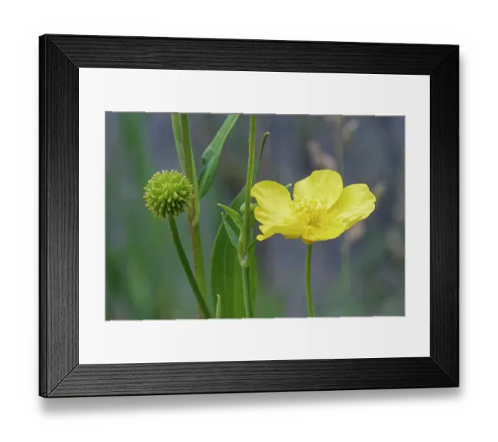 Framed Print : Greater spearwort (Ranunculus lingua) flower and developing seedhead in the margins of Kenfig Pool, Kenfig National Nature Reserve, Glamorgan, Wales, UK, July Framed Print : Greater spearwort (Ranunculus lingua) flower and developing seedhead in the margins of Kenfig Pool, Kenfig National Nature Reserve, Glamorgan, Wales, UK, July