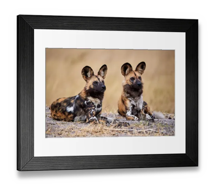 Framed Print : Two African wild dogs (Lycaon pictus) lying down, alert, Okavango Delta, Northern Botswana, Africa Framed Print : Two African wild dogs (Lycaon pictus) lying down, alert, Okavango Delta, Northern Botswana, Africa
