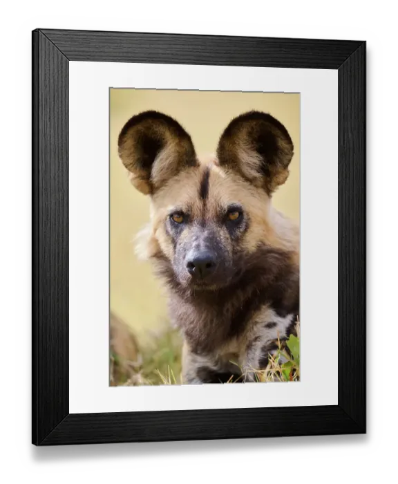 Framed Print : African wild dog (Lycaon pictus) head portrait, Okavango Delta, Northern Botswana, Africa Framed Print : African wild dog (Lycaon pictus) head portrait, Okavango Delta, Northern Botswana, Africa