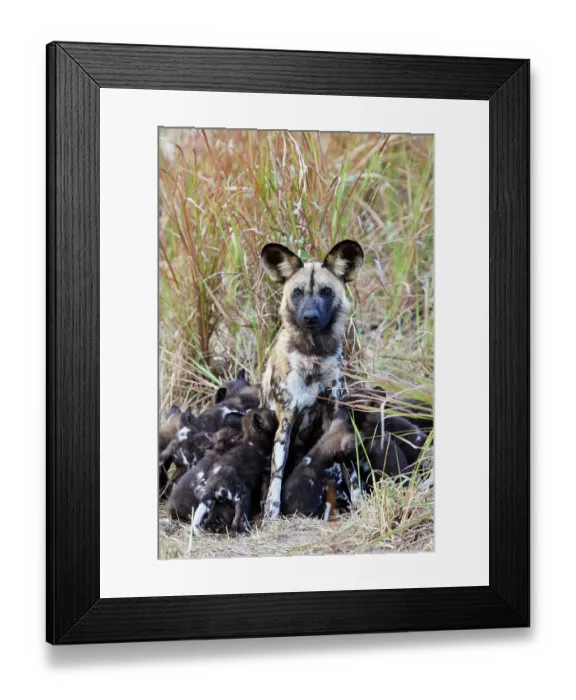 Framed Print : African wild dog (Lycaon pictus) alpha female suckling her 12 pups, aged 4 weeks, Okavango Delta, Northern Botswana, Africa Framed Print : African wild dog (Lycaon pictus) alpha female suckling her 12 pups, aged 4 weeks, Okavango Delta, Northern Botswana, Africa
