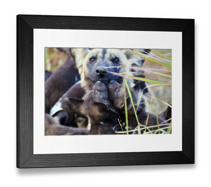 Framed Print : African wild dog (Lycaon pictus) alpha female, interacting with two of her pups, aged 4 weeks, Okavango Delta, Northern Botswana, Africa Framed Print : African wild dog (Lycaon pictus) alpha female, interacting with two of her pups, aged 4 weeks, Okavango Delta, Northern Botswana, Africa