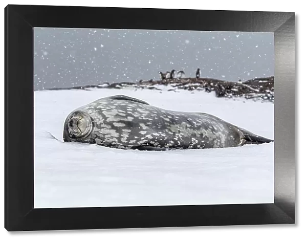 Weddell seal (Leptonychotes weddellii) sleeping on snow, Antarctic Peninsula, Antarctica