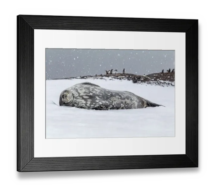Framed Print : Weddell seal (Leptonychotes weddellii) sleeping on snow, Antarctic Peninsula, Antarctica Framed Print : Weddell seal (Leptonychotes weddellii) sleeping on snow, Antarctic Peninsula, Antarctica