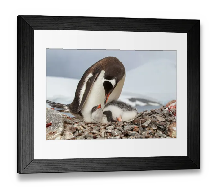Framed Print : Female Gentoo penguin (Pygoscelis papua) with chick on the nest, Port Lockroy, Goudier Island, Antarctic Peninsula, Antarctica Framed Print : Female Gentoo penguin (Pygoscelis papua) with chick on the nest, Port Lockroy, Goudier Island, Antarctic Peninsula, Antarctica