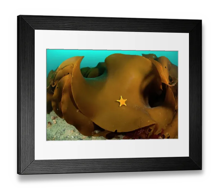 Framed Print : Sea star (Odontaster validus) on Ribbon kelp (Durvillaea antarctica), Antarctic Peninsula, Antarctica, Southern Ocean Framed Print : Sea star (Odontaster validus) on Ribbon kelp (Durvillaea antarctica), Antarctic Peninsula, Antarctica, Southern Ocean