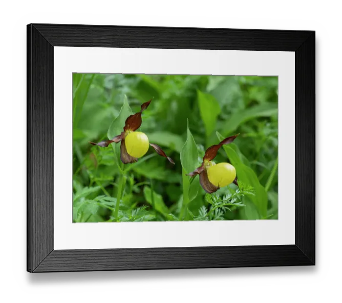 Framed Print : Lady's slipper orchid (Cypripedium calceolus) in flower, Swiss Alps, Switzerland. June Framed Print : Lady's slipper orchid (Cypripedium calceolus) in flower, Swiss Alps, Switzerland. June