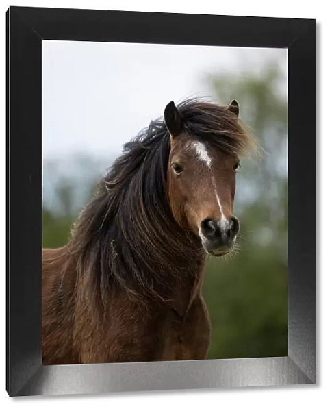 Kerry bog pony, gelding, a rare breed, head portrait, County Kerry, Republic of Ireland. April