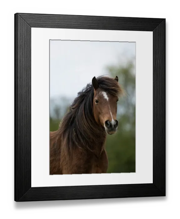 Framed Print : Kerry bog pony, gelding, a rare breed, head portrait, County Kerry, Republic of Ireland. April Framed Print : Kerry bog pony, gelding, a rare breed, head portrait, County Kerry, Republic of Ireland. April