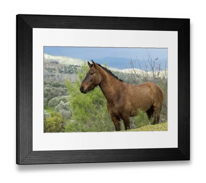 Framed Print : Anadolu stallion standing alert, portrait, Sirince mountains, Turkey Framed Print : Anadolu stallion standing alert, portrait, Sirince mountains, Turkey