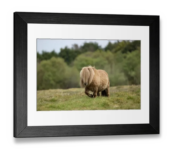 Framed Print : Falabella miniature horse, stallion, walking over grassland, County Kerry, Republic of Ireland. April Framed Print : Falabella miniature horse, stallion, walking over grassland, County Kerry, Republic of Ireland. April