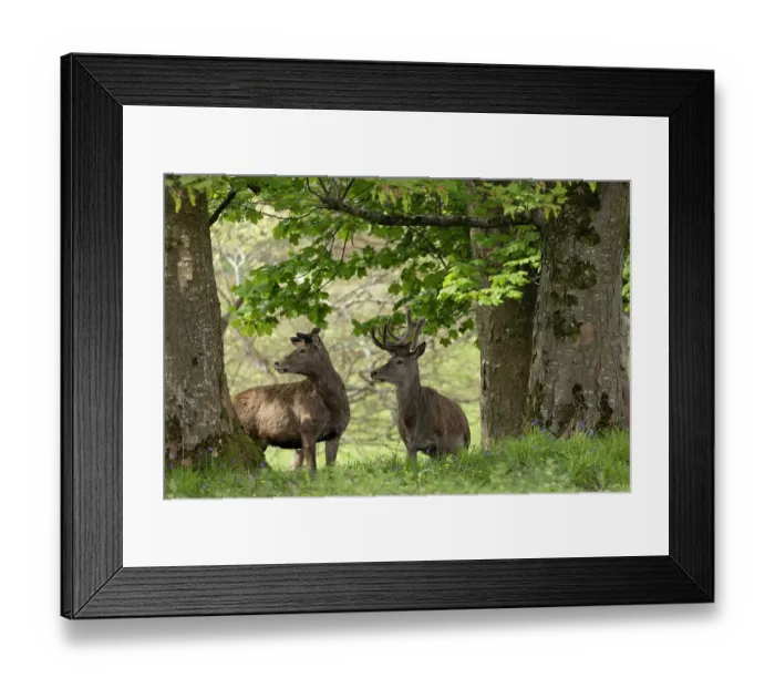 Framed Print : Two Red deer (Cervus elaphus) standing alert under a tree in woodland. The last surviving indigenous herd of Red deer in Republic of Ireland has been present in Killarney Valley since neolithic times, Killarney National Park, County Kerry Framed Print : Two Red deer (Cervus elaphus) standing alert under a tree in woodland. The last surviving indigenous herd of Red deer in Republic of Ireland has been present in Killarney Valley since neolithic times, Killarney National Park, County Kerry