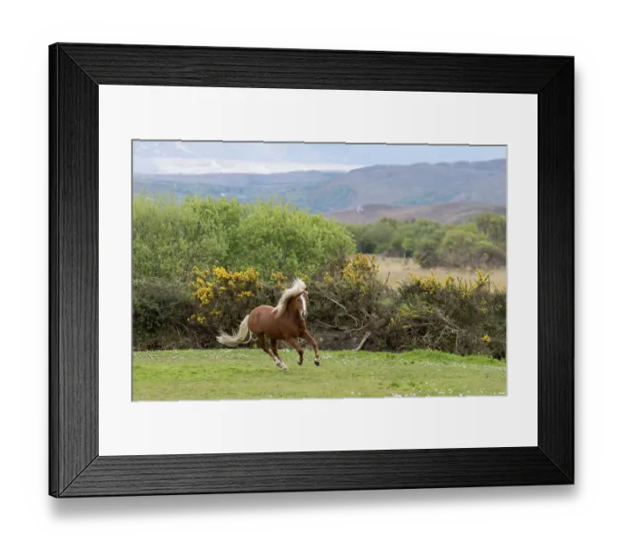 Framed Print : Kerry bog pony, stallion, a rare breed, running, County Kerry, Republic of Ireland. April Framed Print : Kerry bog pony, stallion, a rare breed, running, County Kerry, Republic of Ireland. April