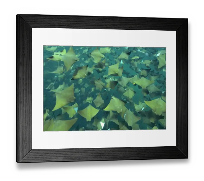 Framed Print : Large school of Pacific cownose rays / Golden cownose rays (Rhinoptera steindachneri), Sea of Cortez, Baja California, Mexico Framed Print : Large school of Pacific cownose rays / Golden cownose rays (Rhinoptera steindachneri), Sea of Cortez, Baja California, Mexico