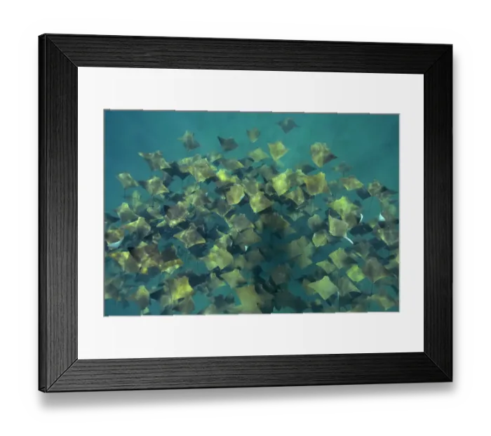 Framed Print : Large school of Pacific cownose rays / Golden cownose rays (Rhinoptera steindachneri), Sea of Cortez, Baja California, Mexico Framed Print : Large school of Pacific cownose rays / Golden cownose rays (Rhinoptera steindachneri), Sea of Cortez, Baja California, Mexico