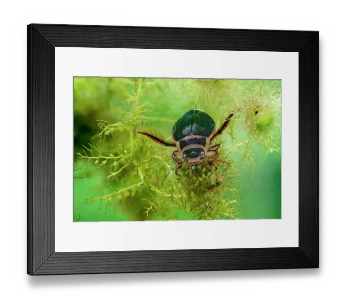 Framed Print : Male Highland Great diving beetle (Dytiscus lapponicus) on surface of water, Darnaway Estate, Highlands, Scotland, UK. May. Focus stacked. Captive Framed Print : Male Highland Great diving beetle (Dytiscus lapponicus) on surface of water, Darnaway Estate, Highlands, Scotland, UK. May. Focus stacked. Captive