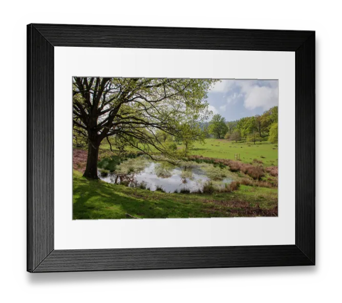 Framed Print : Oak (Quercus robur) tree growing beside an Ice Age pond, formed during the Devensian glaciation, Moccas Park National Nature Reserve, Herefordshire, England, UK. April, 2022