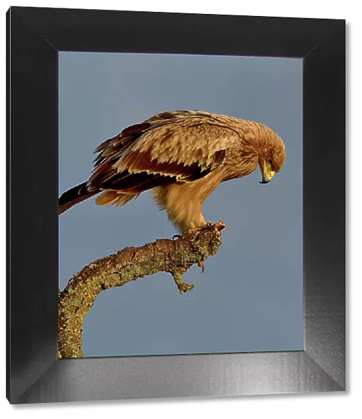 Spanish Imperial eagle (Aquila adalberti) perched on branch, looking down, Spain. February