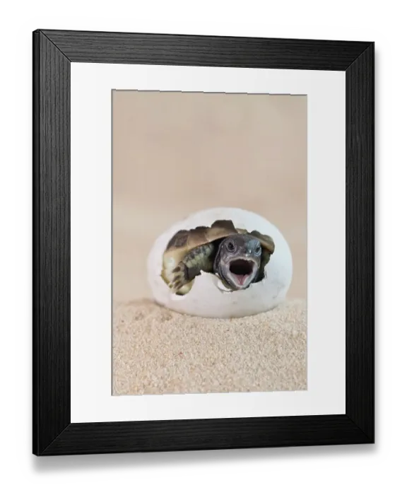 Framed Print : Eastern Hermann's tortoise (Testudo hermanni boettgeri) hatching from egg, mouth open. Captive, occurs in South East Europe Framed Print : Eastern Hermann's tortoise (Testudo hermanni boettgeri) hatching from egg, mouth open. Captive, occurs in South East Europe
