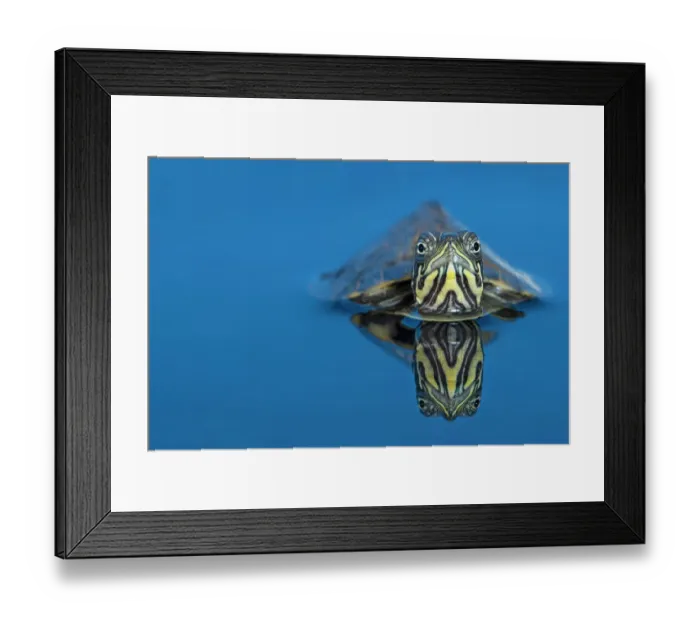 Framed Print : Suwannee river cooter freshwater turtle (Pseudemys concinna) half submerged in water. Captive, occurs in the USA Framed Print : Suwannee river cooter freshwater turtle (Pseudemys concinna) half submerged in water. Captive, occurs in the USA