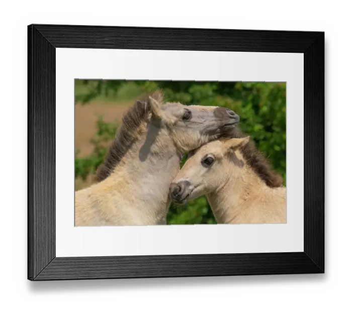 Framed Print : Two Konik wild horses (Equus ferus caballus) foals nuzzling, Meinerswijk nature reserve, near Arnhem, the Netherlands. June Framed Print : Two Konik wild horses (Equus ferus caballus) foals nuzzling, Meinerswijk nature reserve, near Arnhem, the Netherlands. June