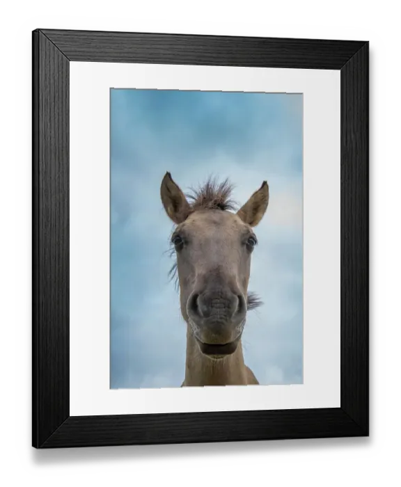 Framed Print : Portrait of Konik wild horse (Equus ferus caballus), Meinerswijk nature reserve, near Arnhem, the Netherlands. June Framed Print : Portrait of Konik wild horse (Equus ferus caballus), Meinerswijk nature reserve, near Arnhem, the Netherlands. June