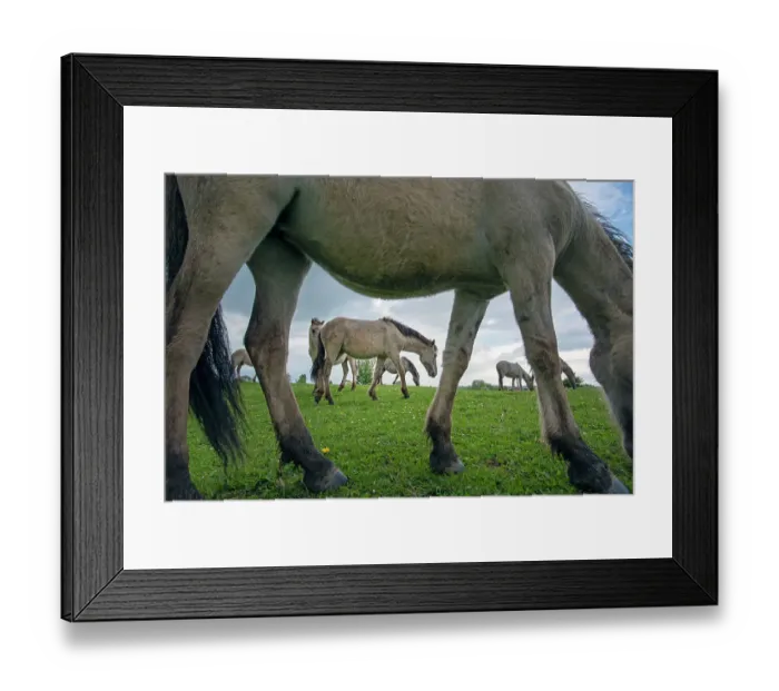 Framed Print : Herd of Konik wild horses (Equus ferus caballus) grazing in meadow, Meinerswijk nature reserve, near Arnhem, the Netherlands. May