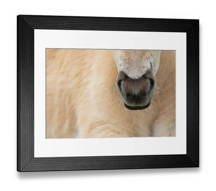 Framed Print : Close up of Konik wild horse (Equus ferus caballus) snout, Meinerswijk nature reserve, near Arnhem, the Netherlands. May